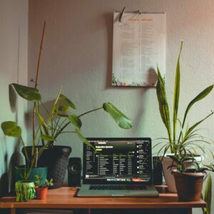 potted plants beside laptop on table